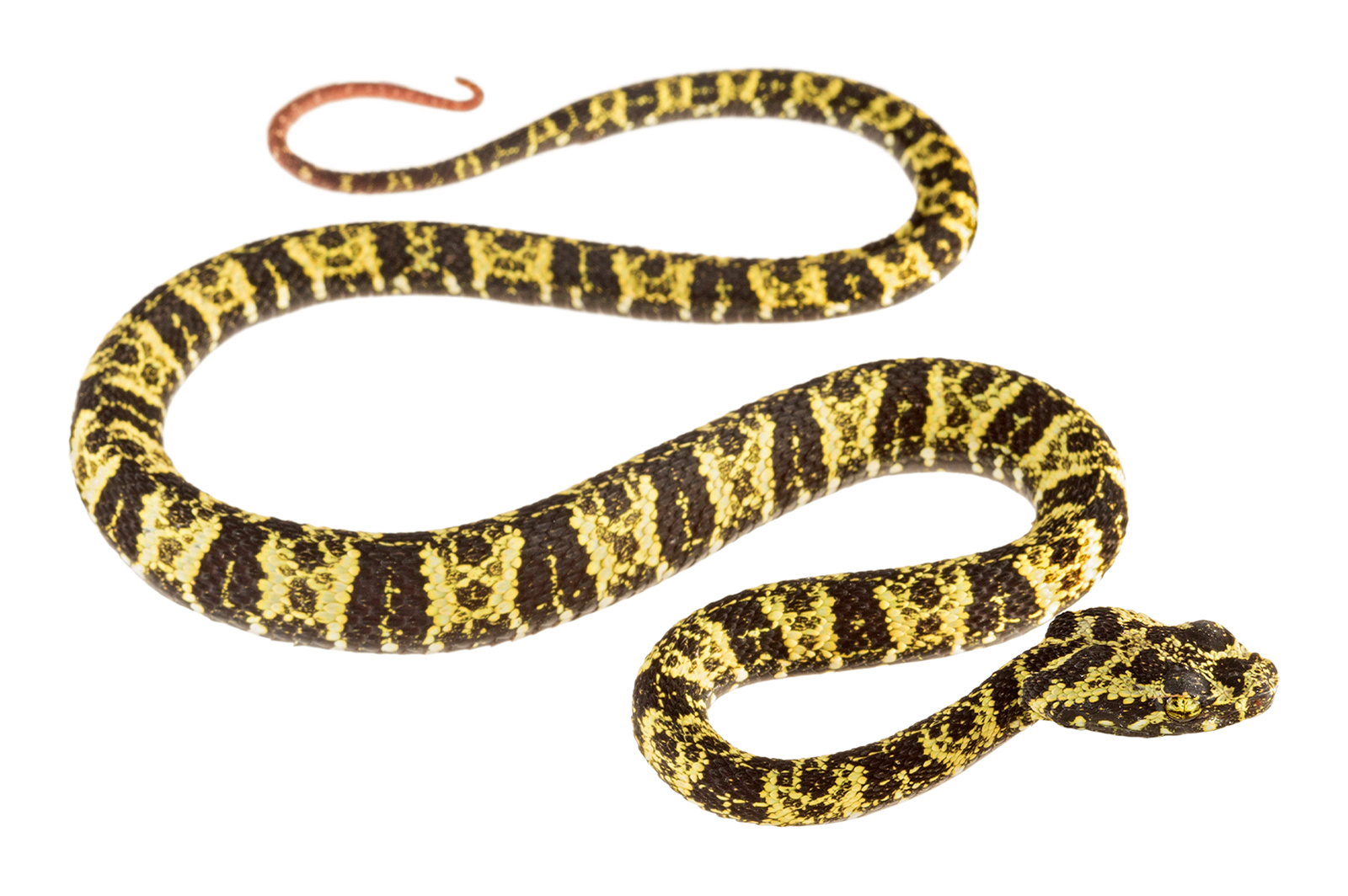 Juvenile Bothrops taeniatus