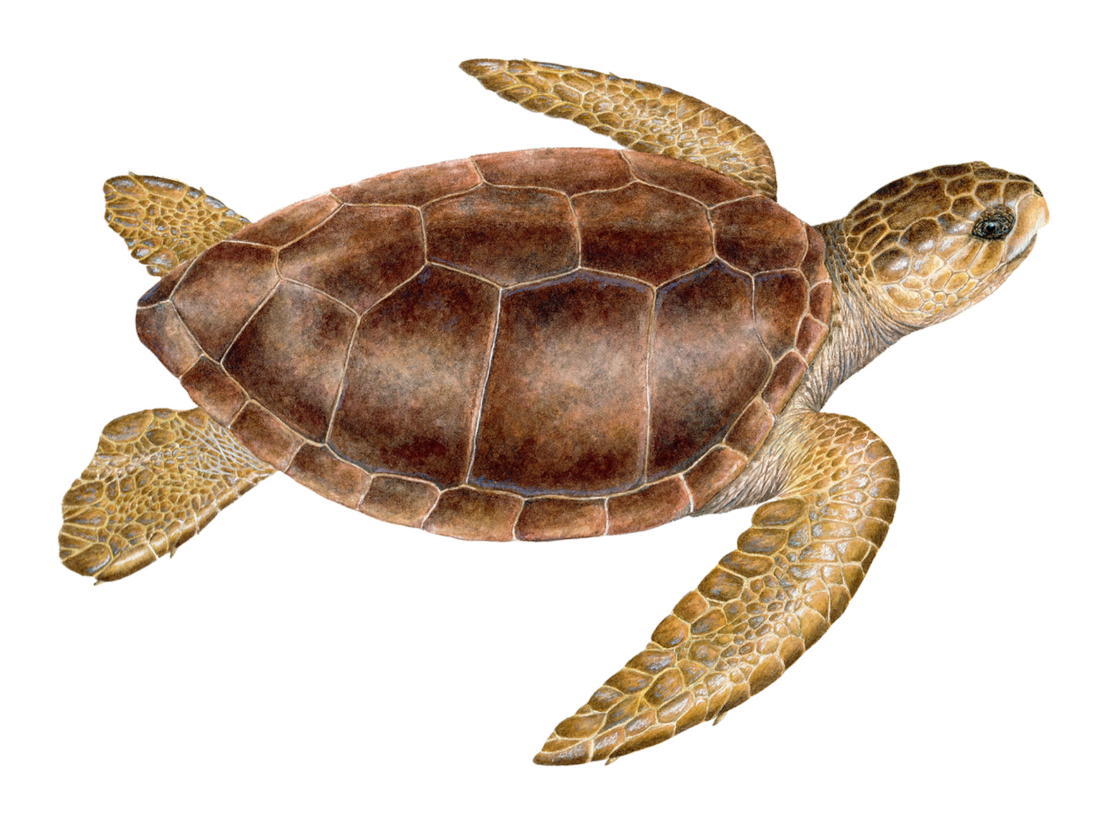 Adult female Caretta caretta