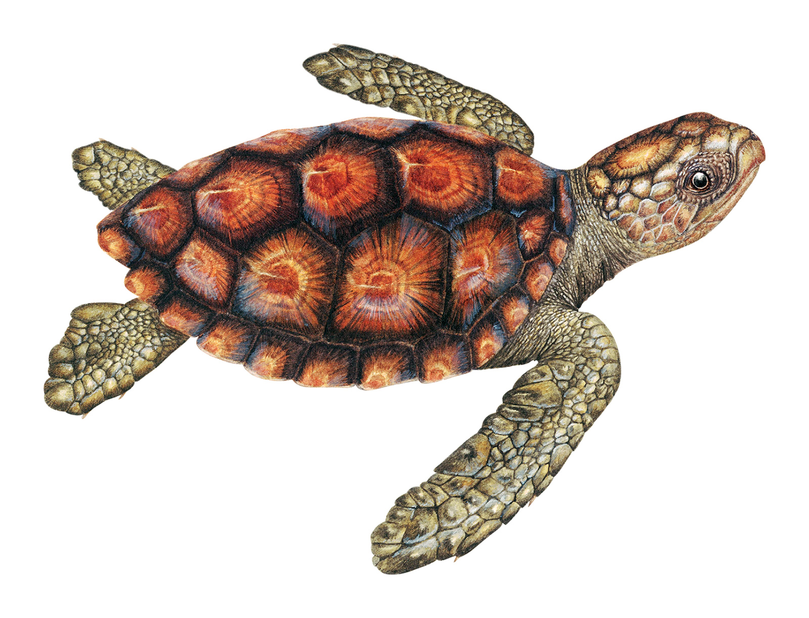 Juvenile Caretta caretta