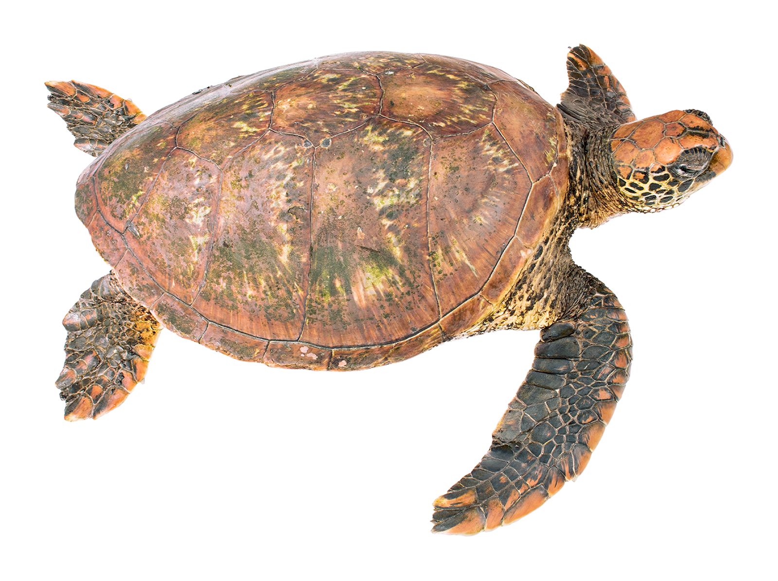 Adult female Chelonia mydas