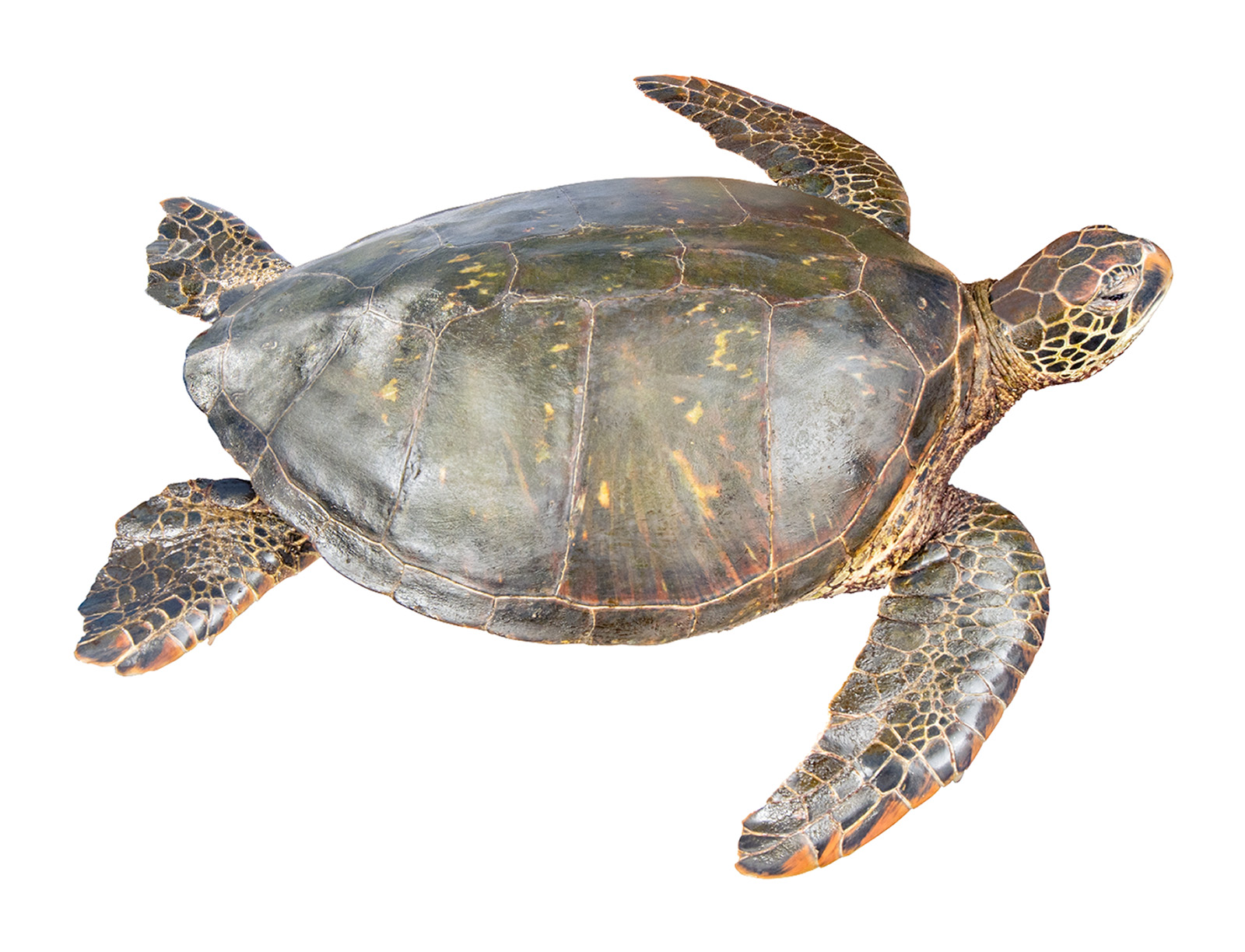 Adult female Chelonia mydas