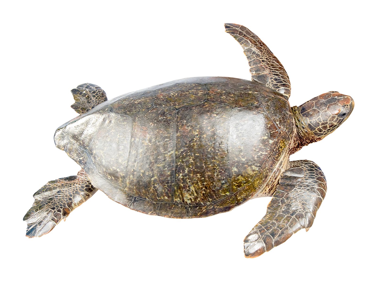 Adult female Chelonia mydas