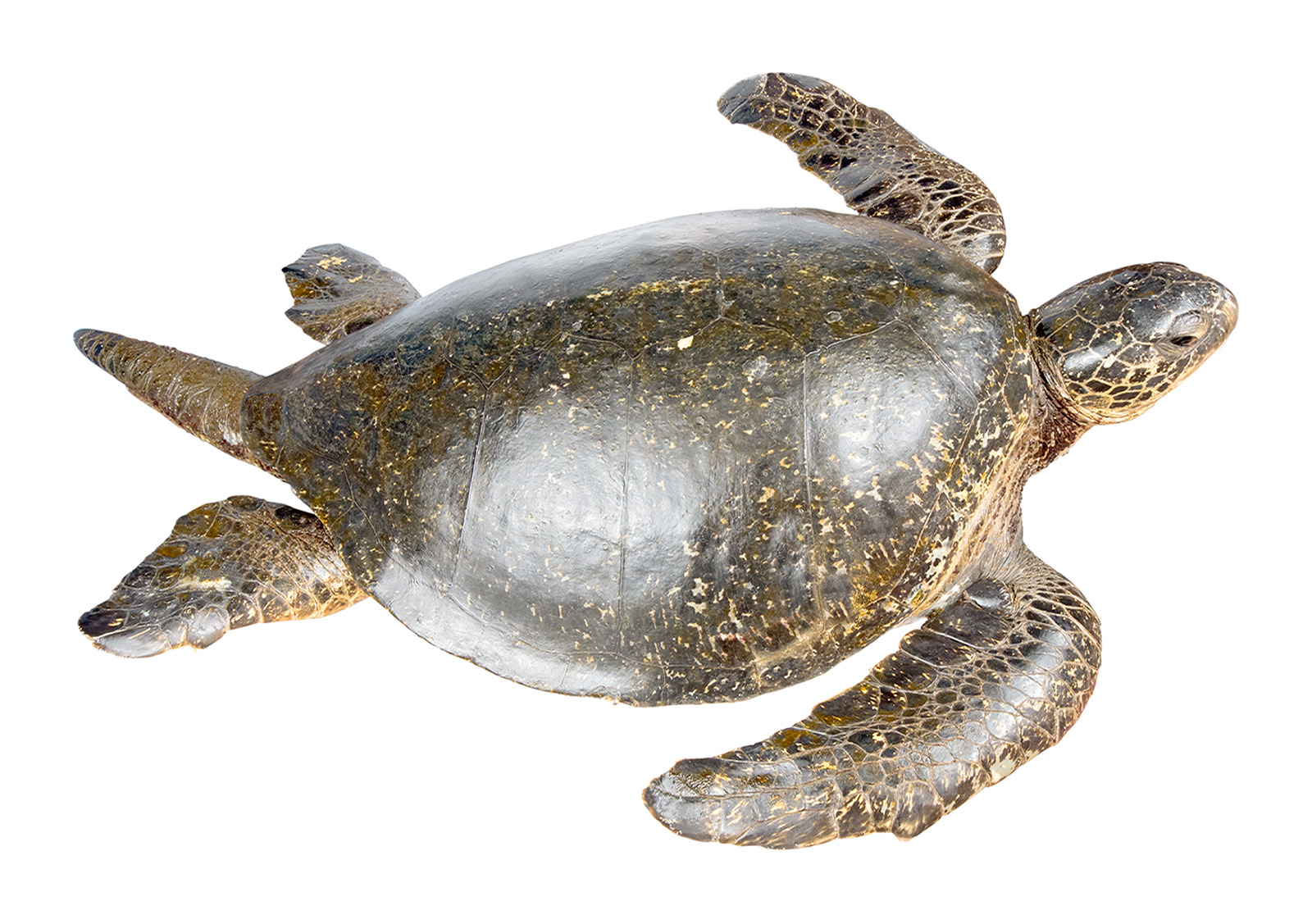 Adult female Chelonia mydas