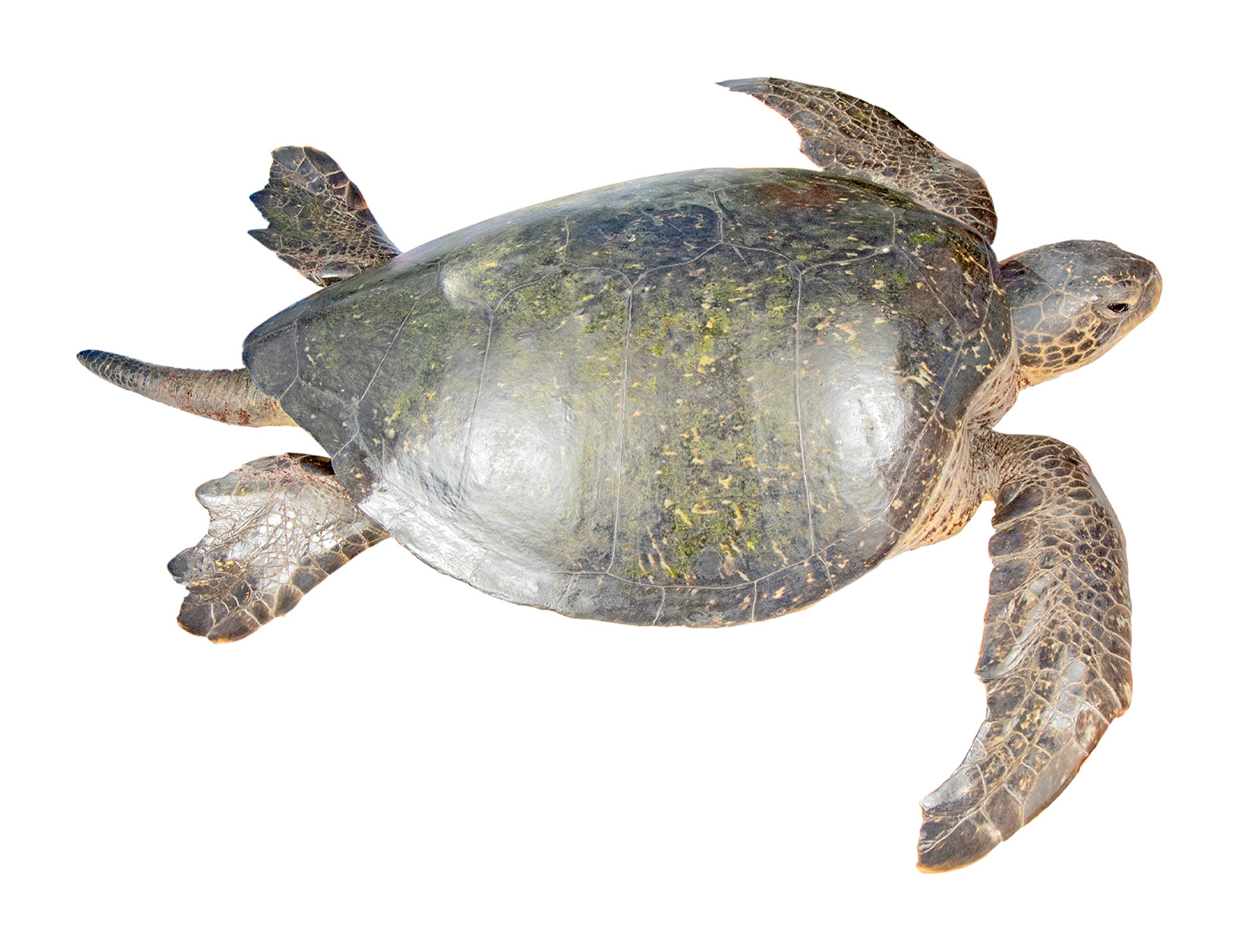 Adult male Chelonia mydas