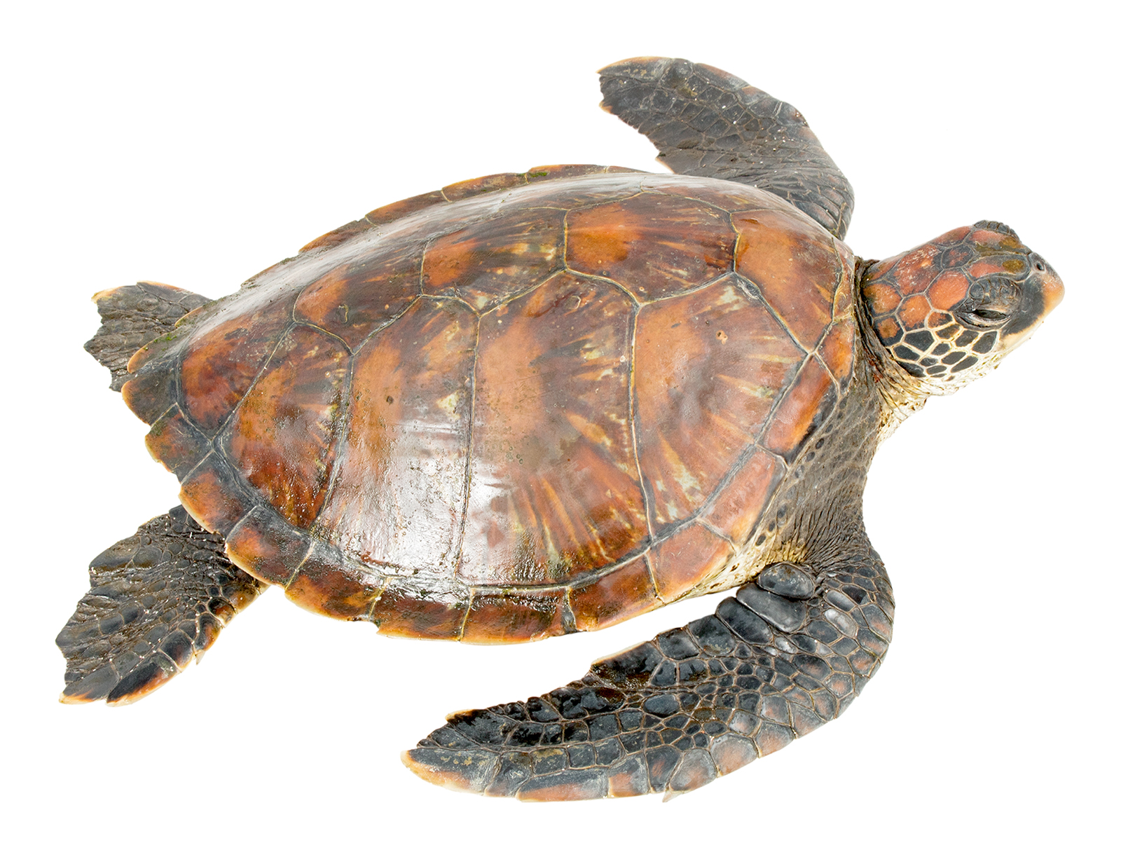 Subadult female Chelonia mydas