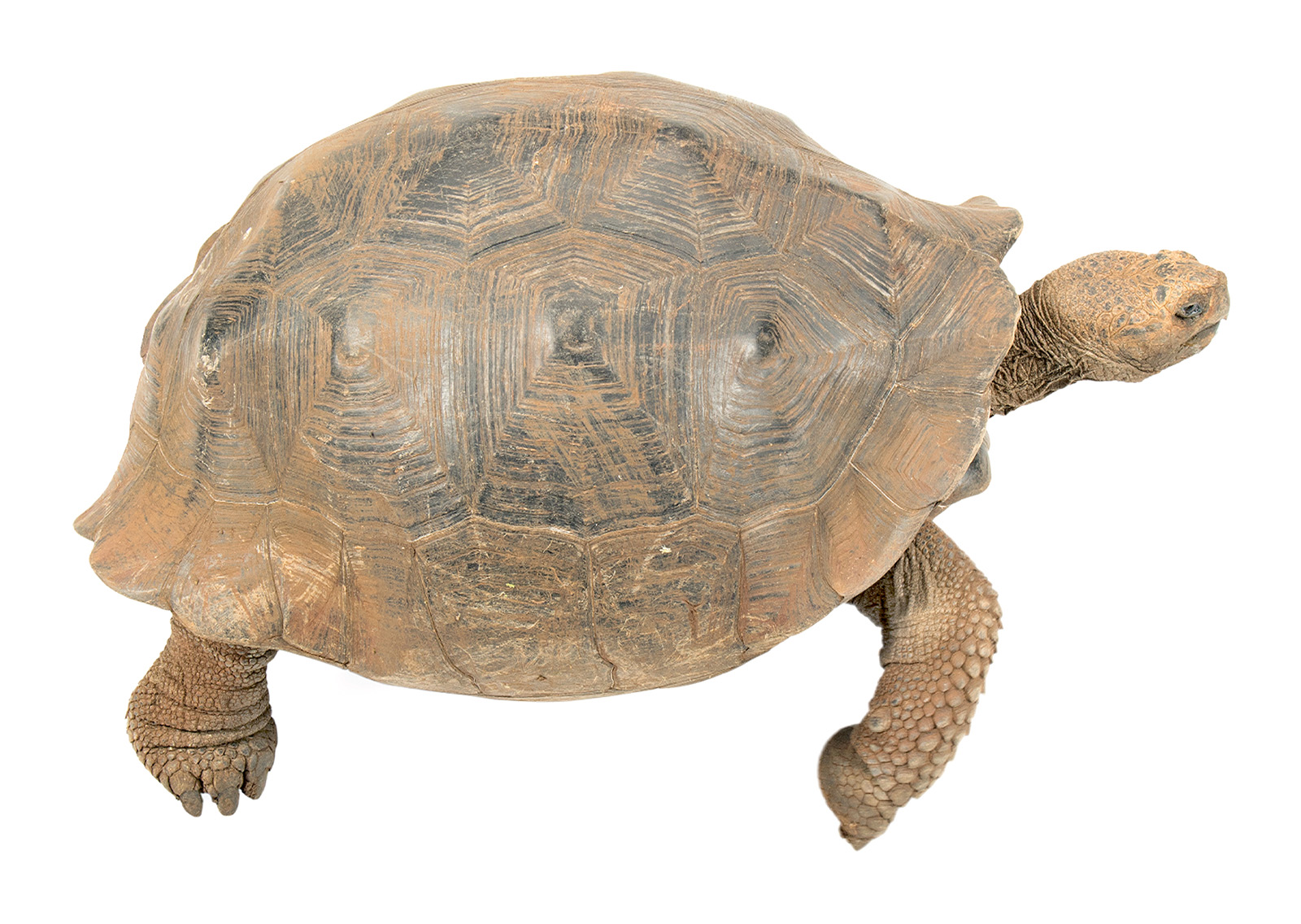Adult female Chelonoidis chathamensis