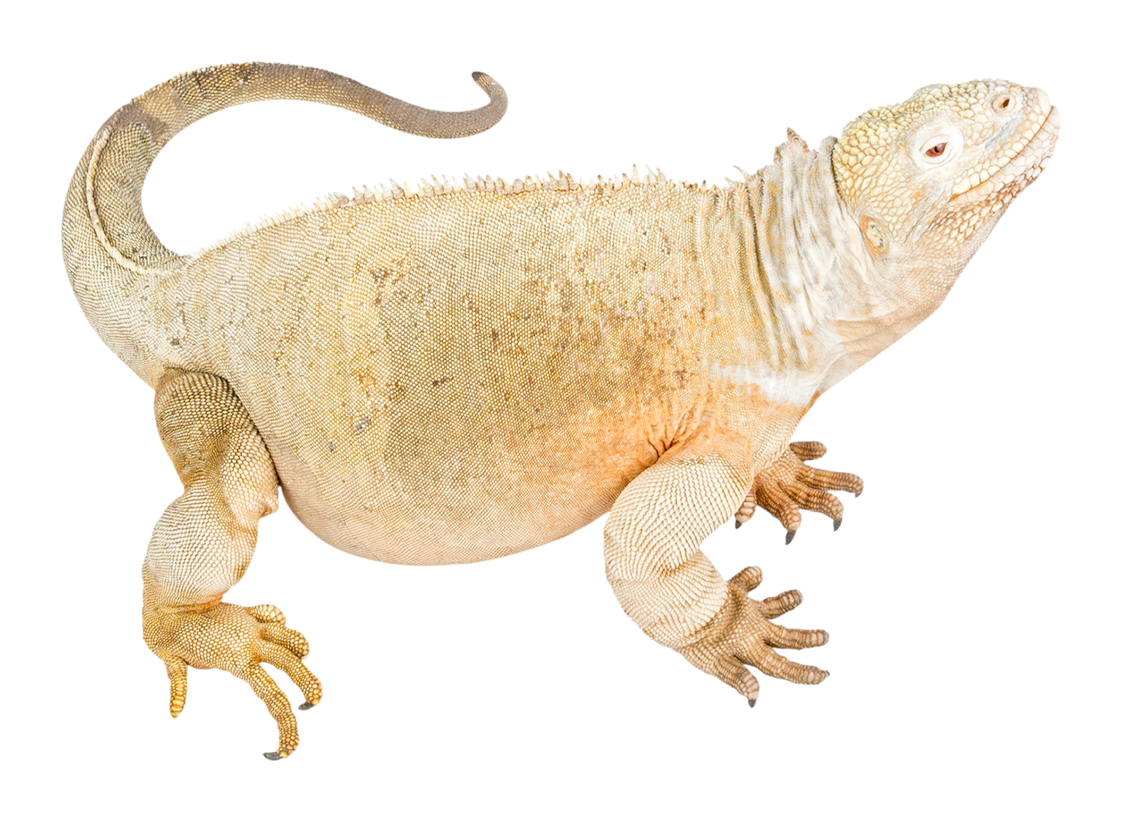 Adult female Conolophus pallidus
