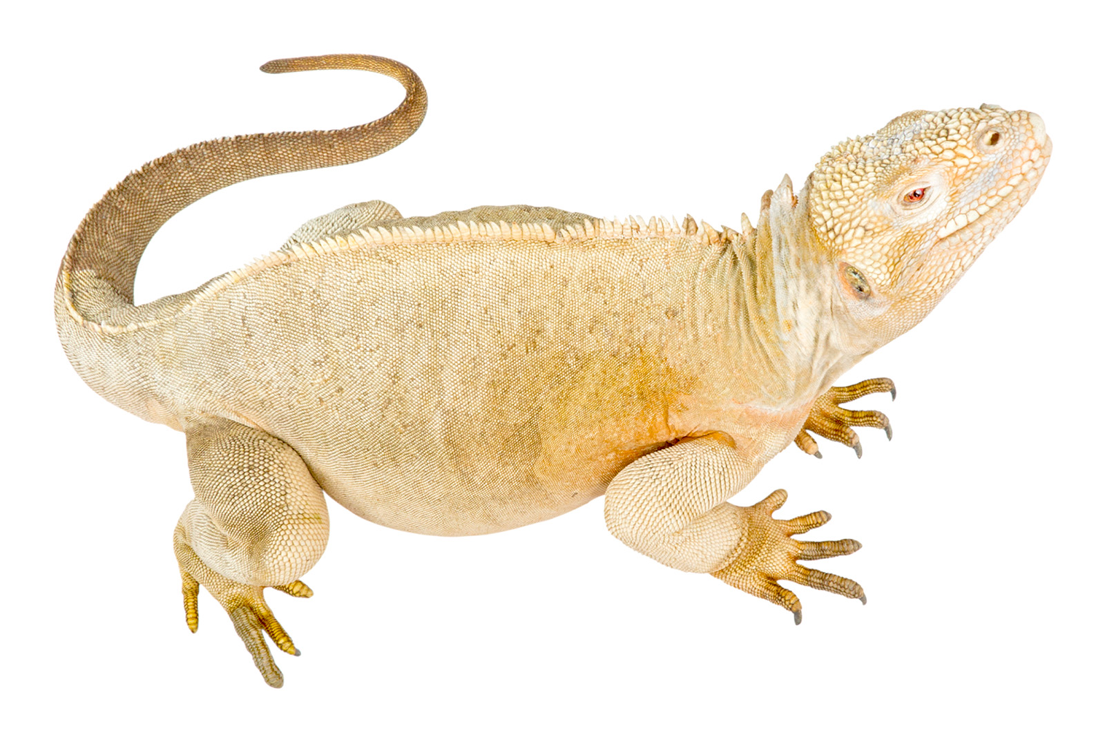 Adult female Conolophus pallidus