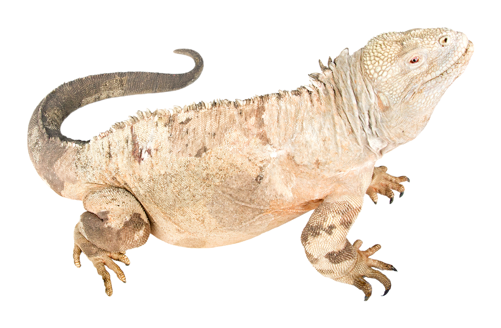 Adult male Conolophus pallidus