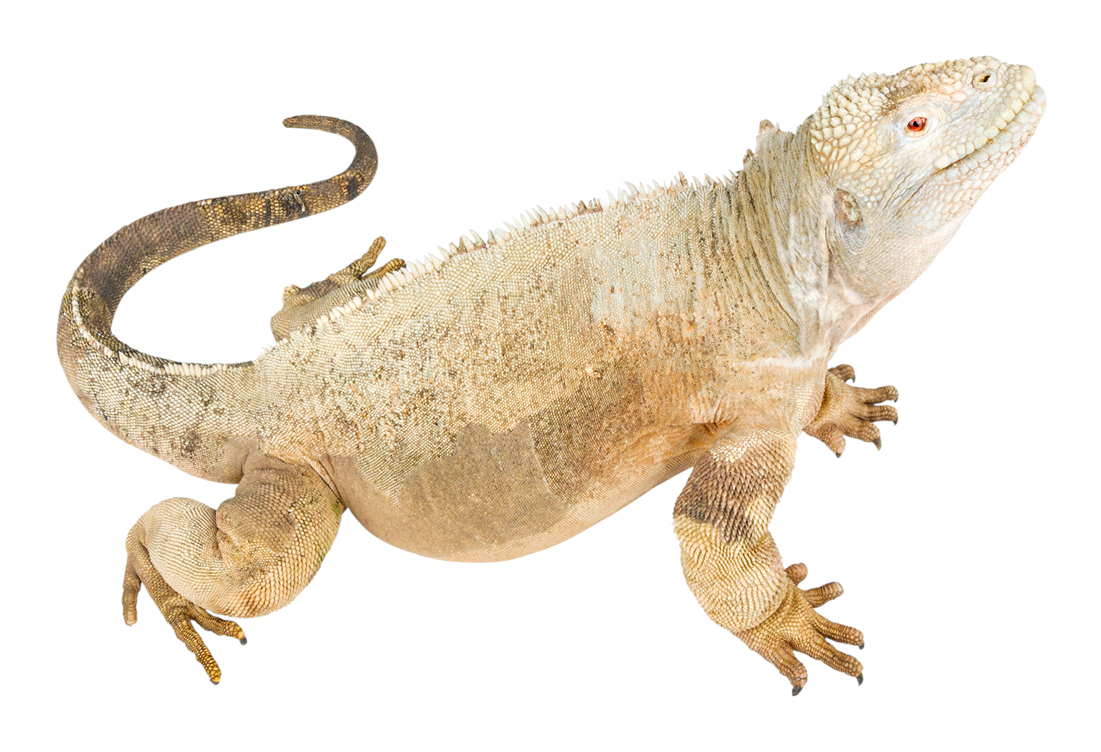 Adult male Conolophus pallidus