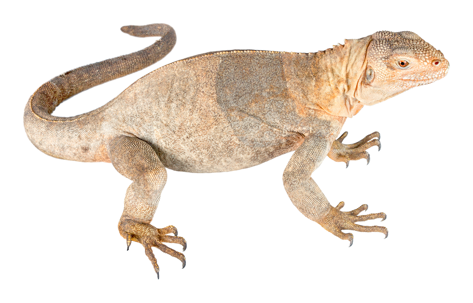 Juvenile Conolophus pallidus