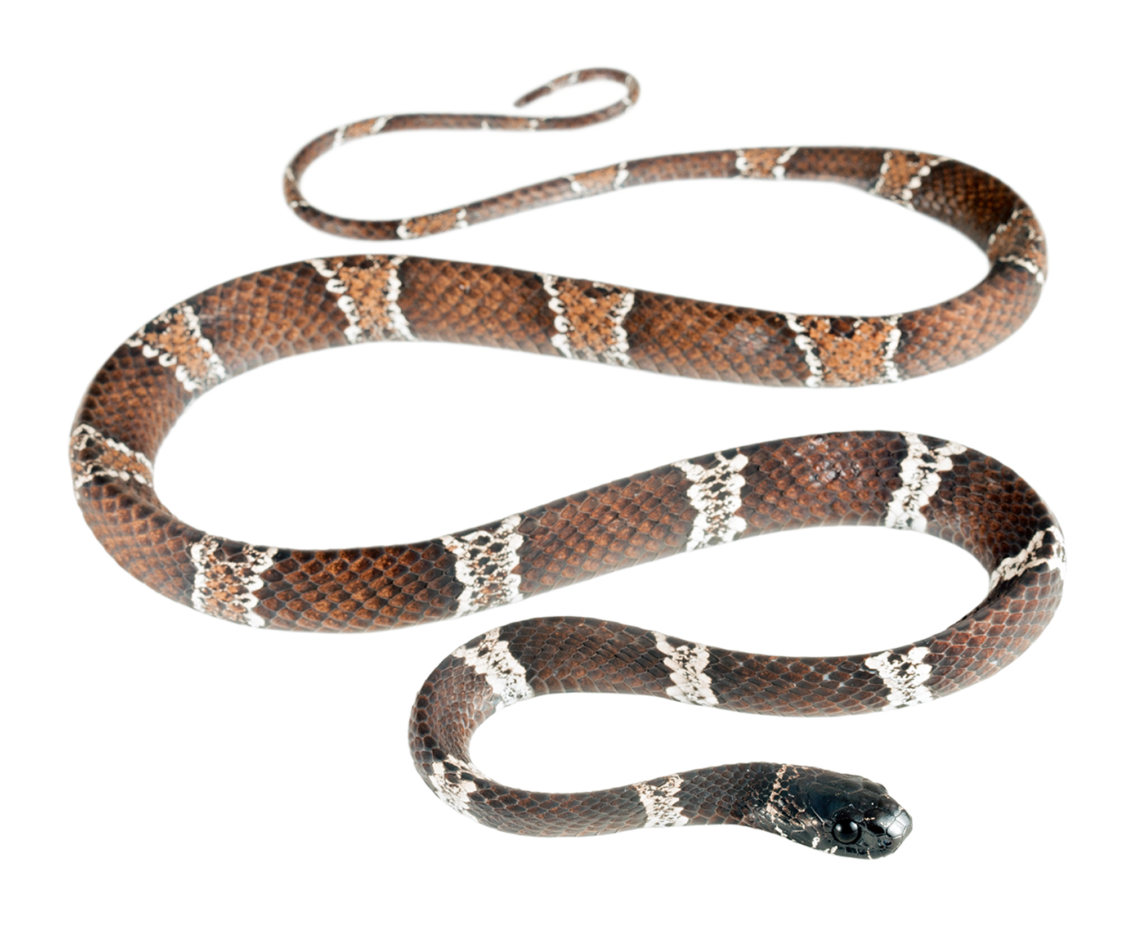 Adult Dipsas klebbai