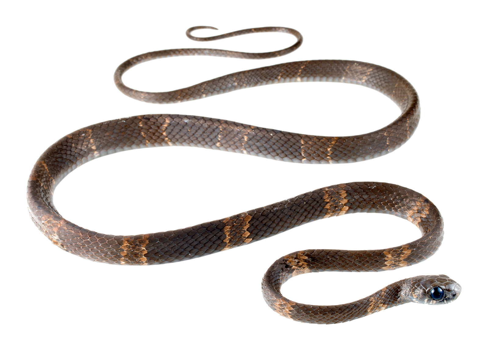 Adult Dipsas klebbai