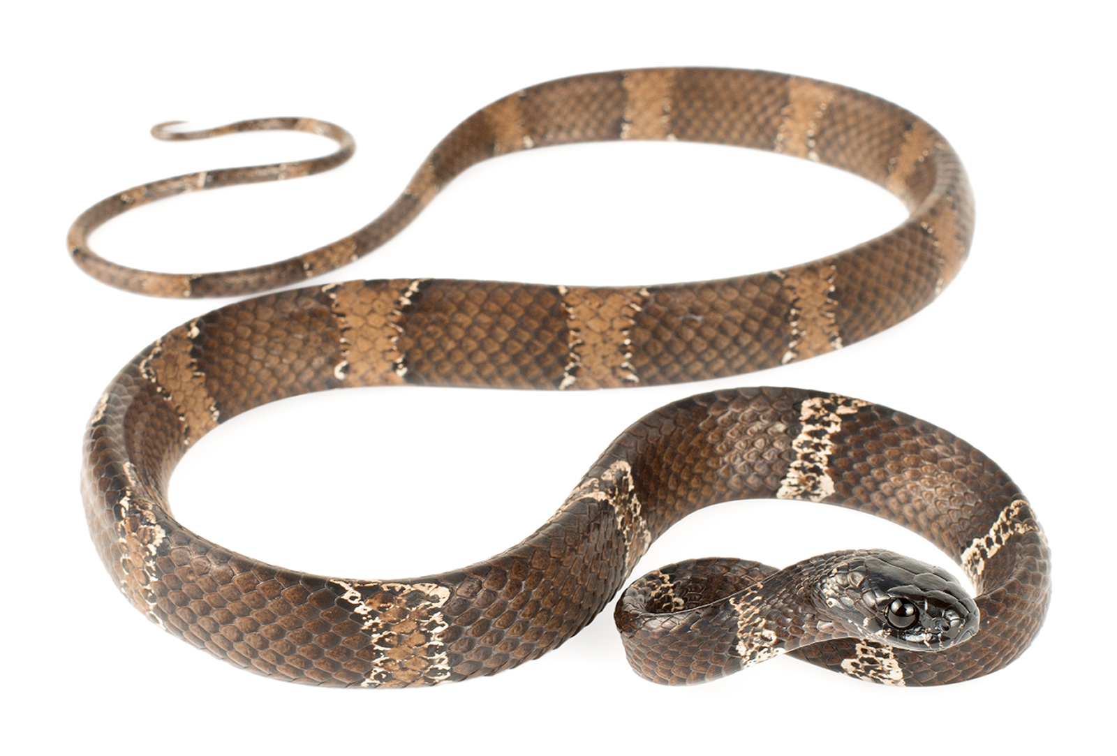 Adult Dipsas klebbai