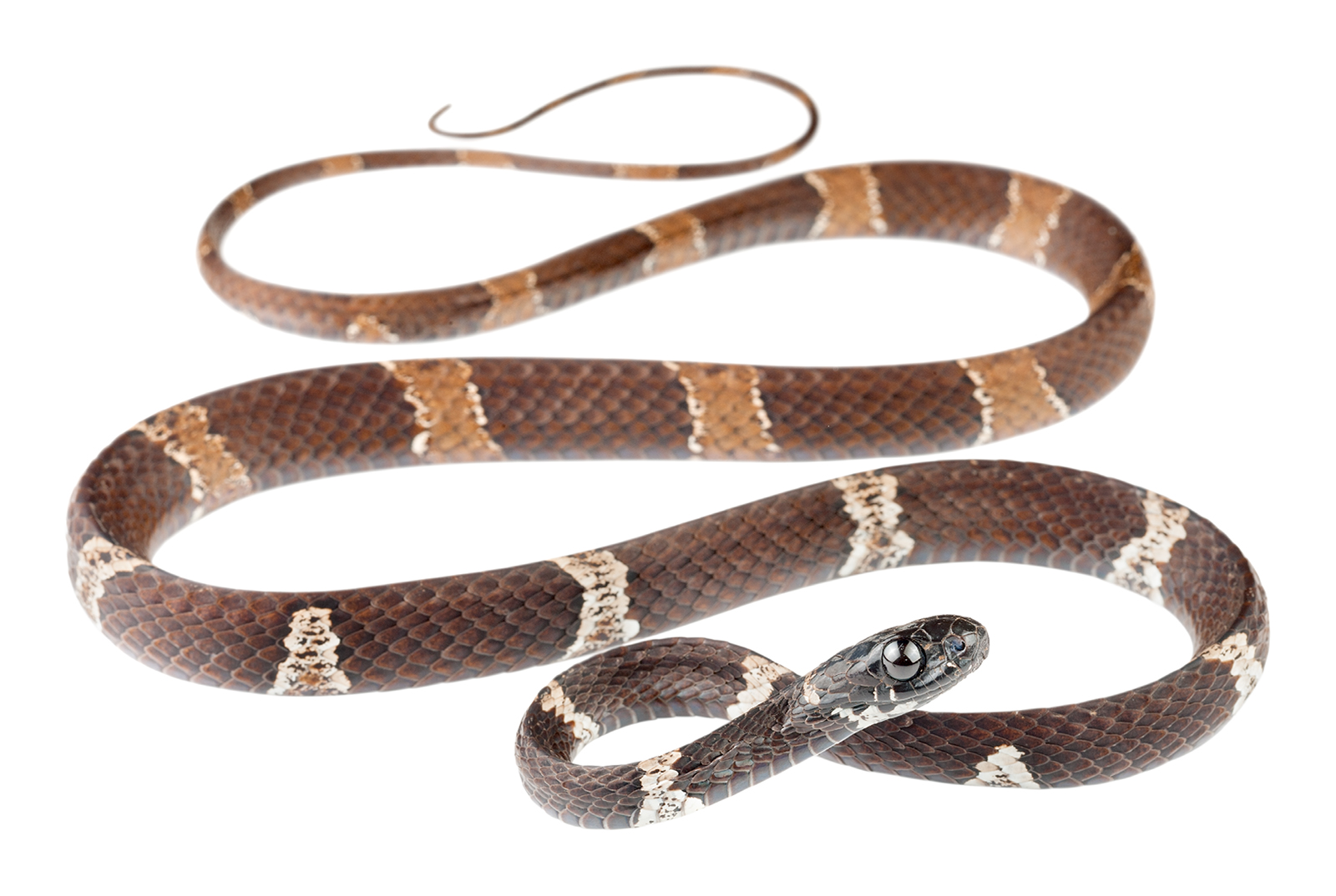 Adult Dipsas klebbai