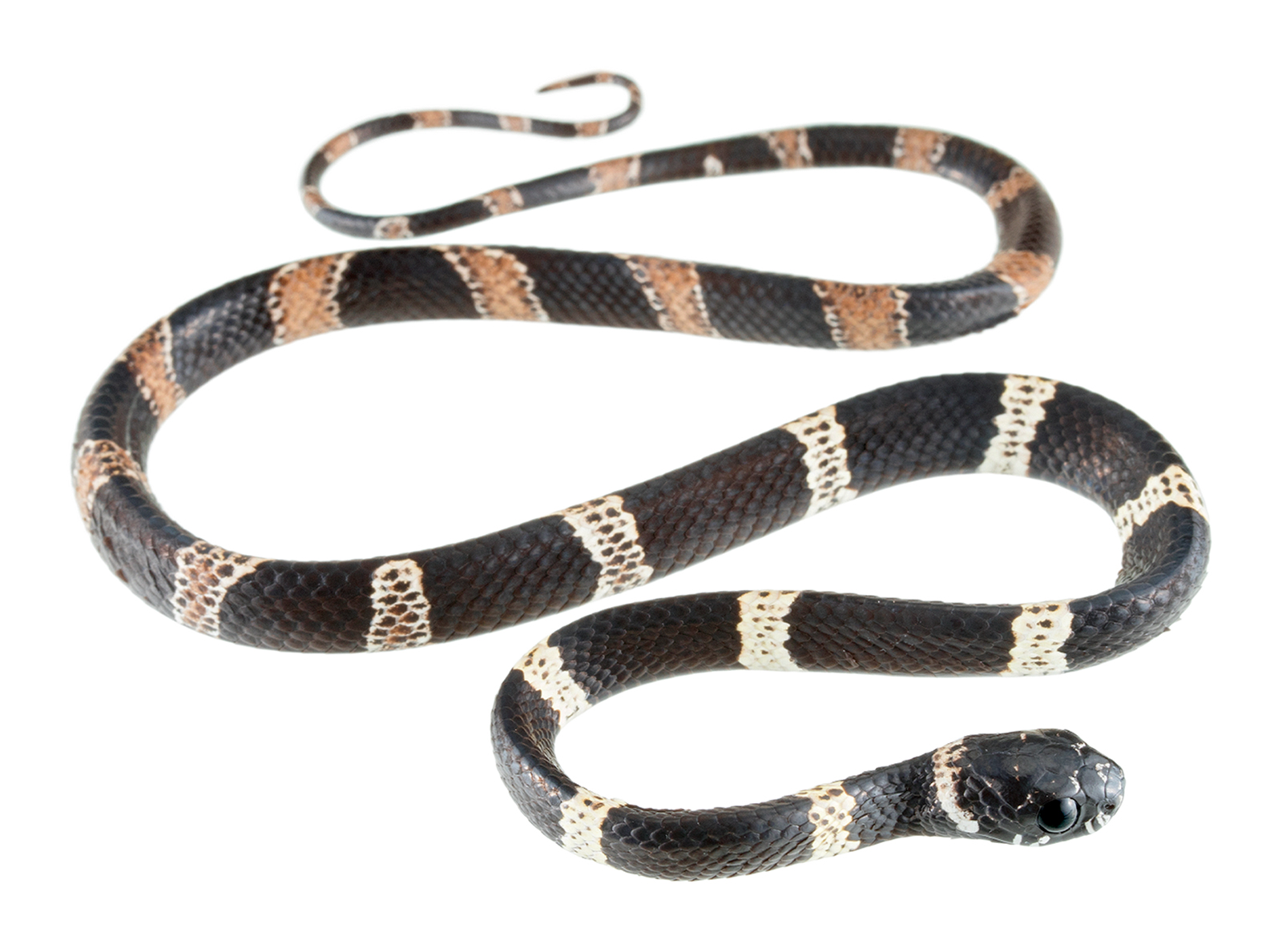 Juvenile Dipsas klebbai