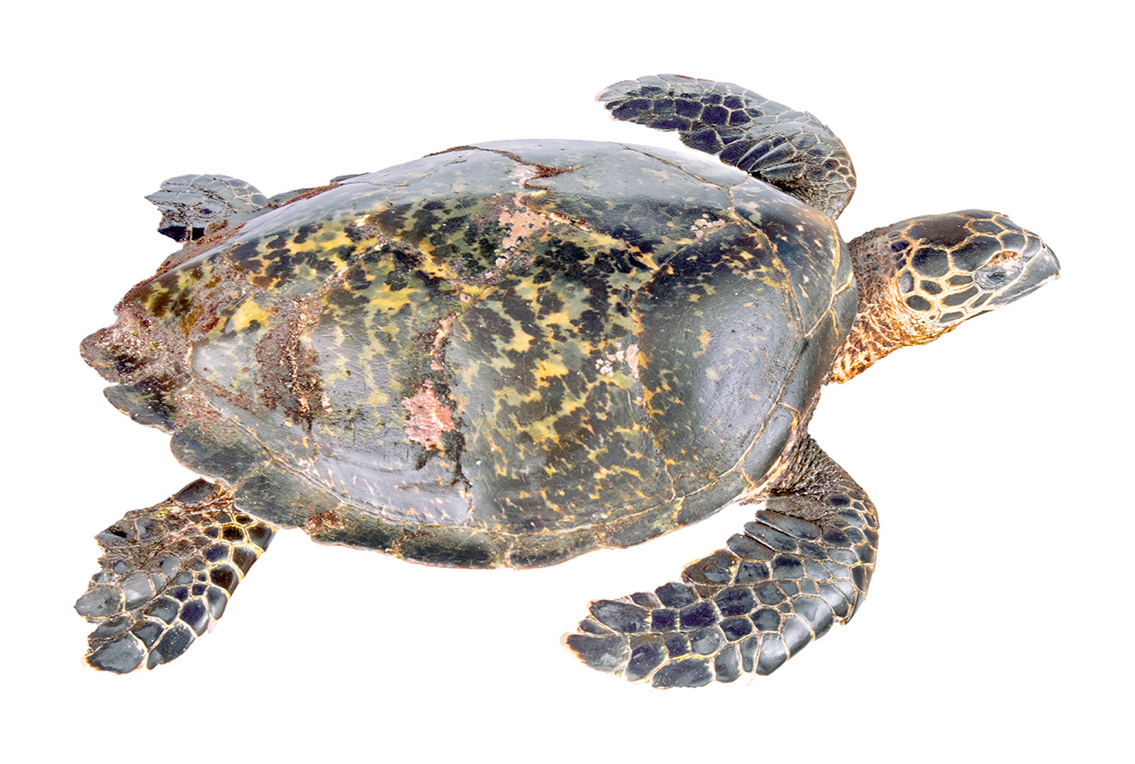 Adult female Eretmochelys imbricata