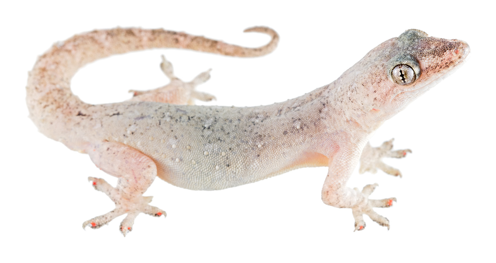 Common House-Gecko (Hemidactylus frenatus)