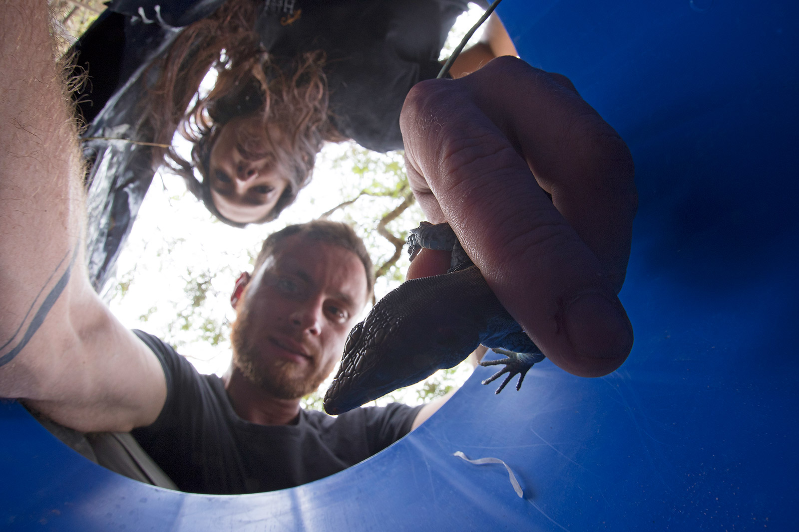 Image showing two biologists handling a lizard inside a pitfall trap