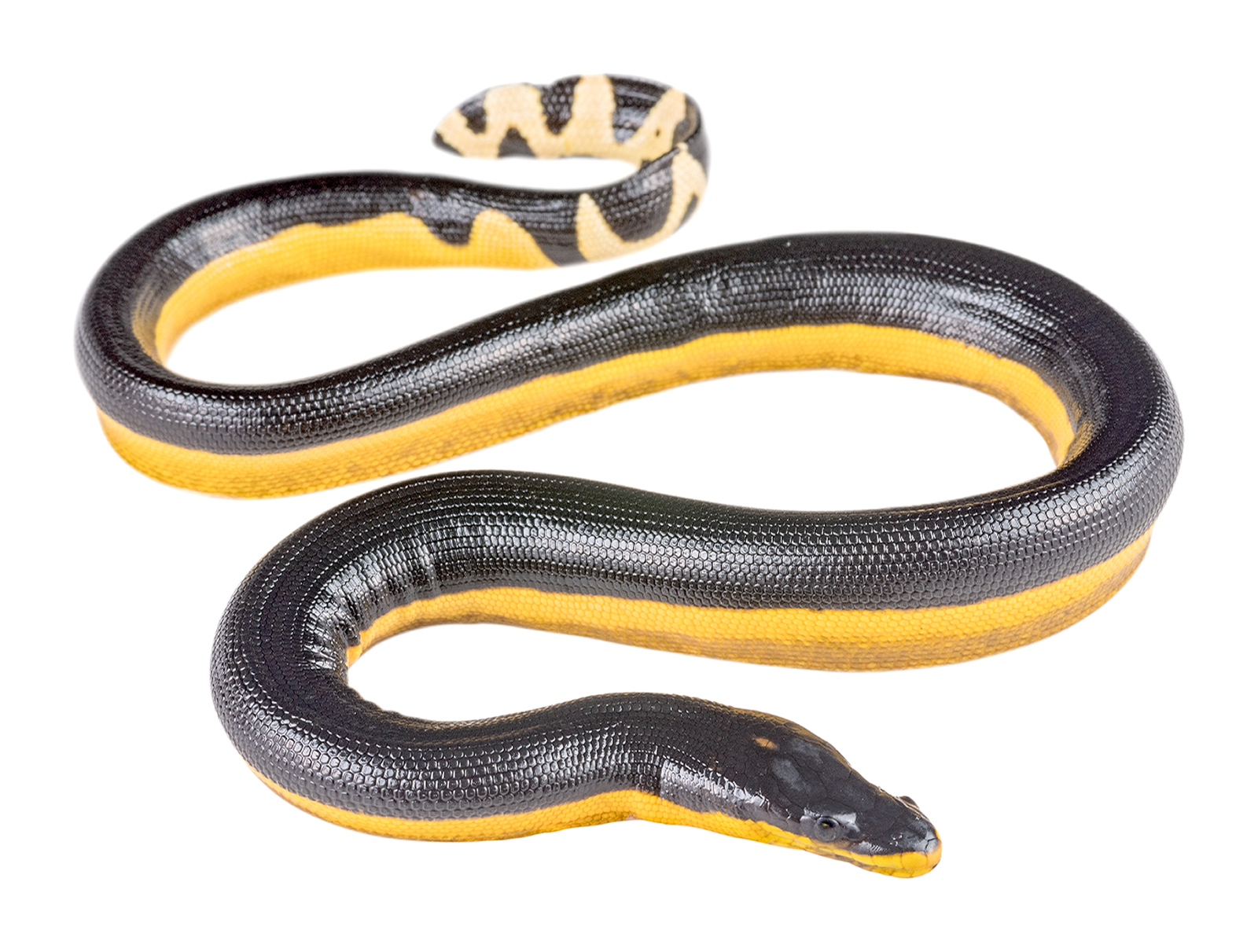 Adult Hydrophis platurus