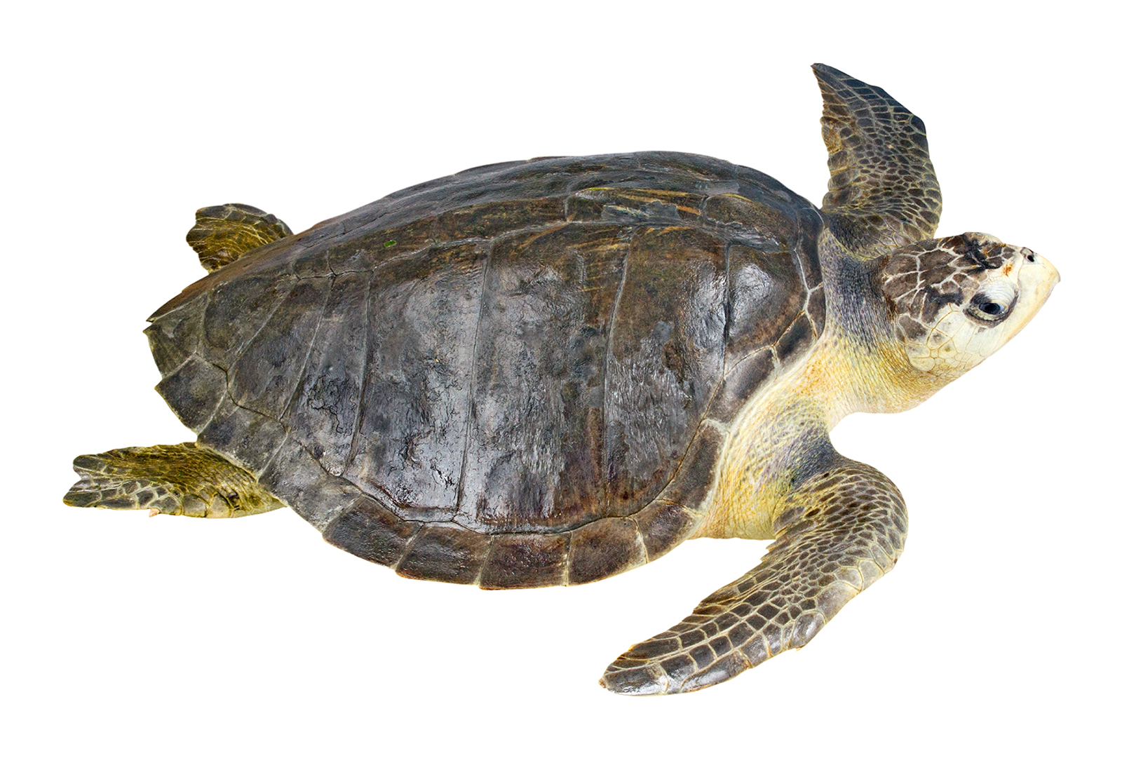 Adult female Lepidochelys olivacea