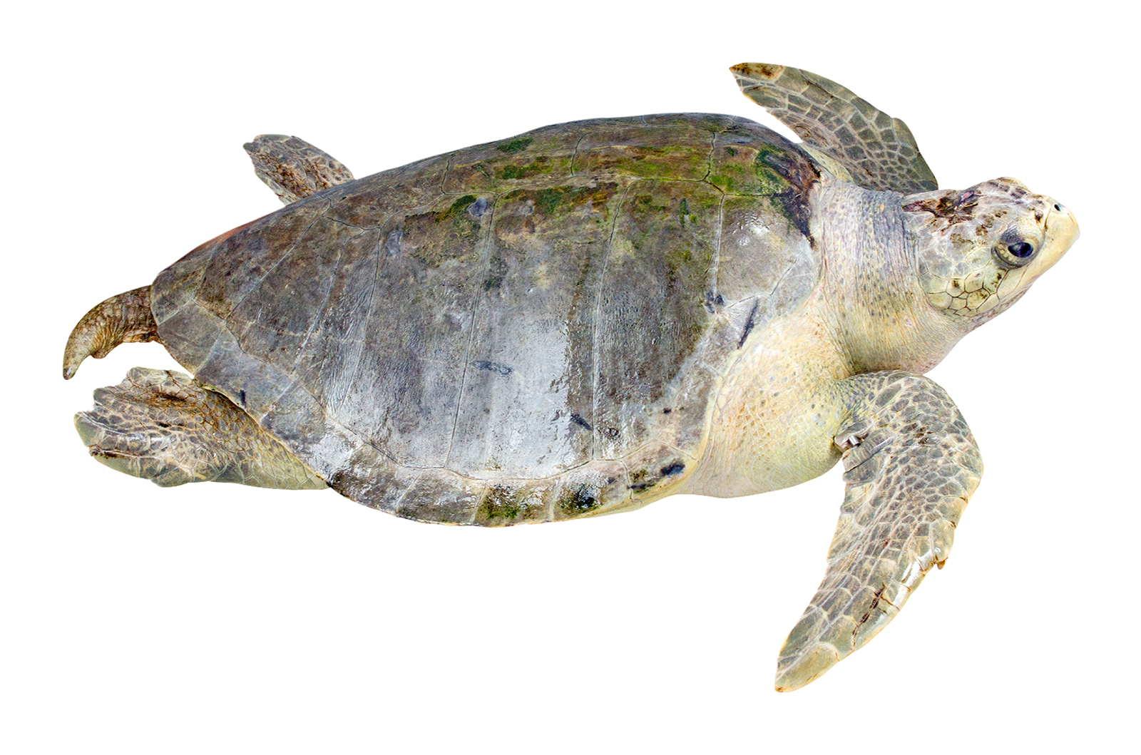 Adult male Lepidochelys olivacea