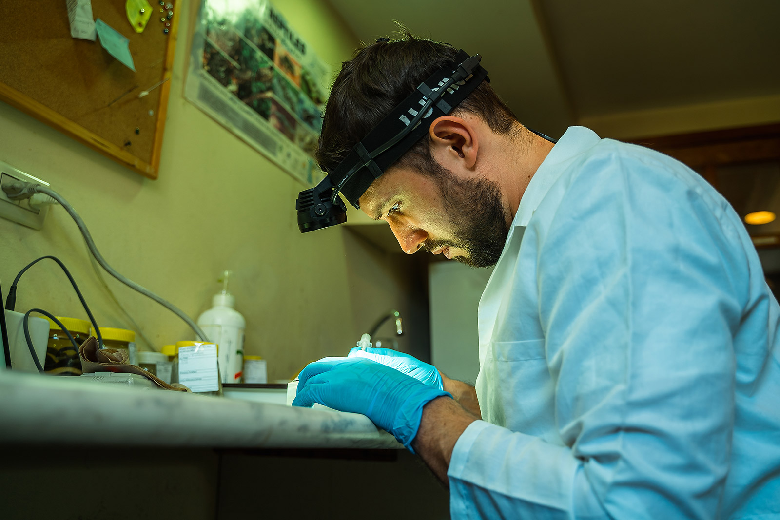 Researcher Alejandro Arteaga examines alcohol-preserved specimens for the Reptiles of Ecuador book project