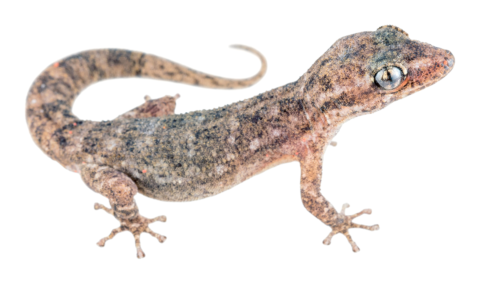 Adult female Phyllodactylus duncanensis