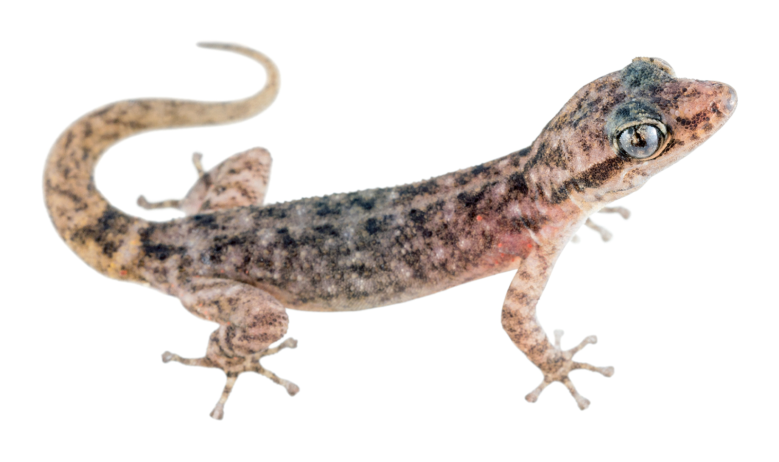 Adult male Phyllodactylus duncanensis