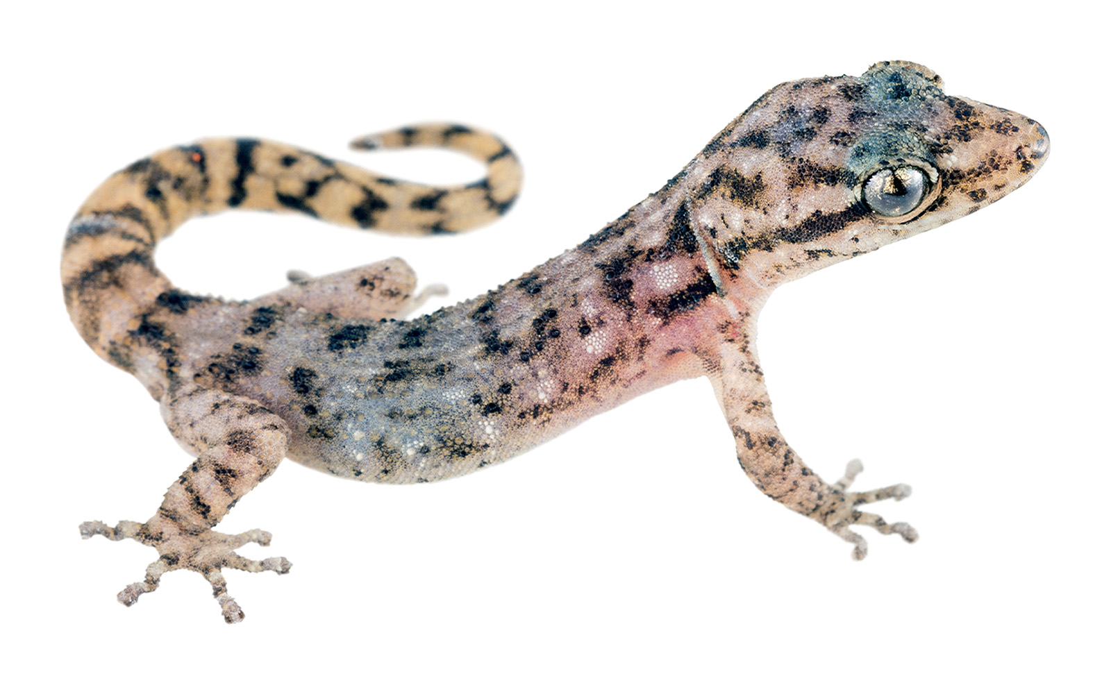 Adult male Phyllodactylus duncanensis