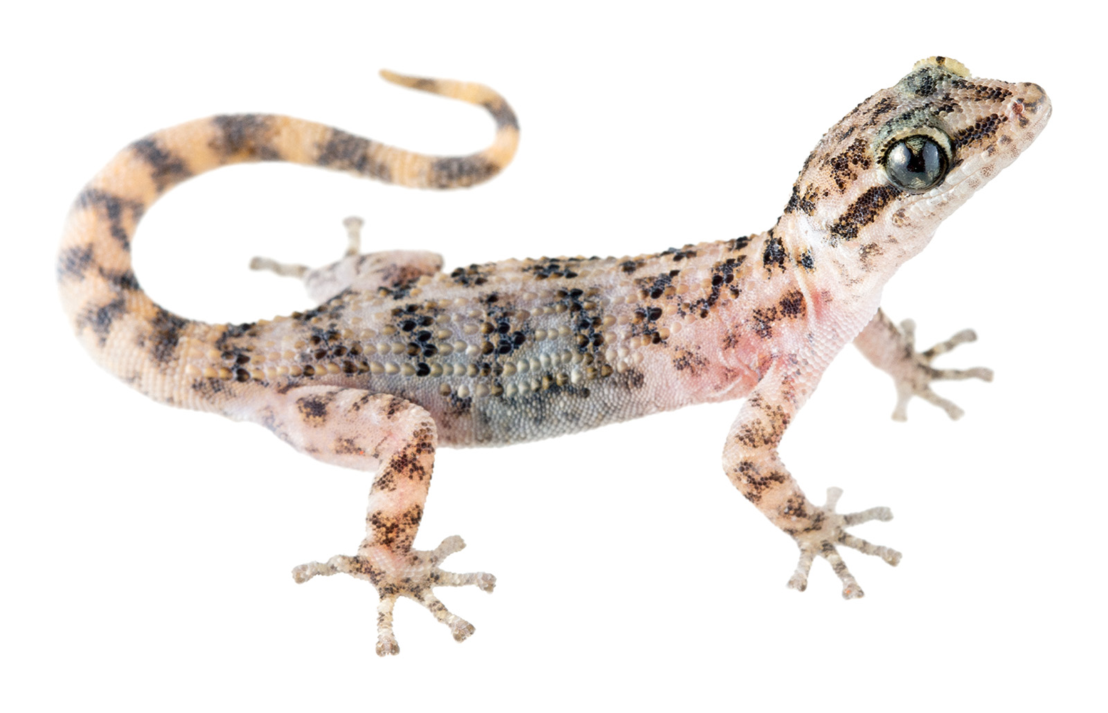 Adult female Phyllodactylus galapagensis