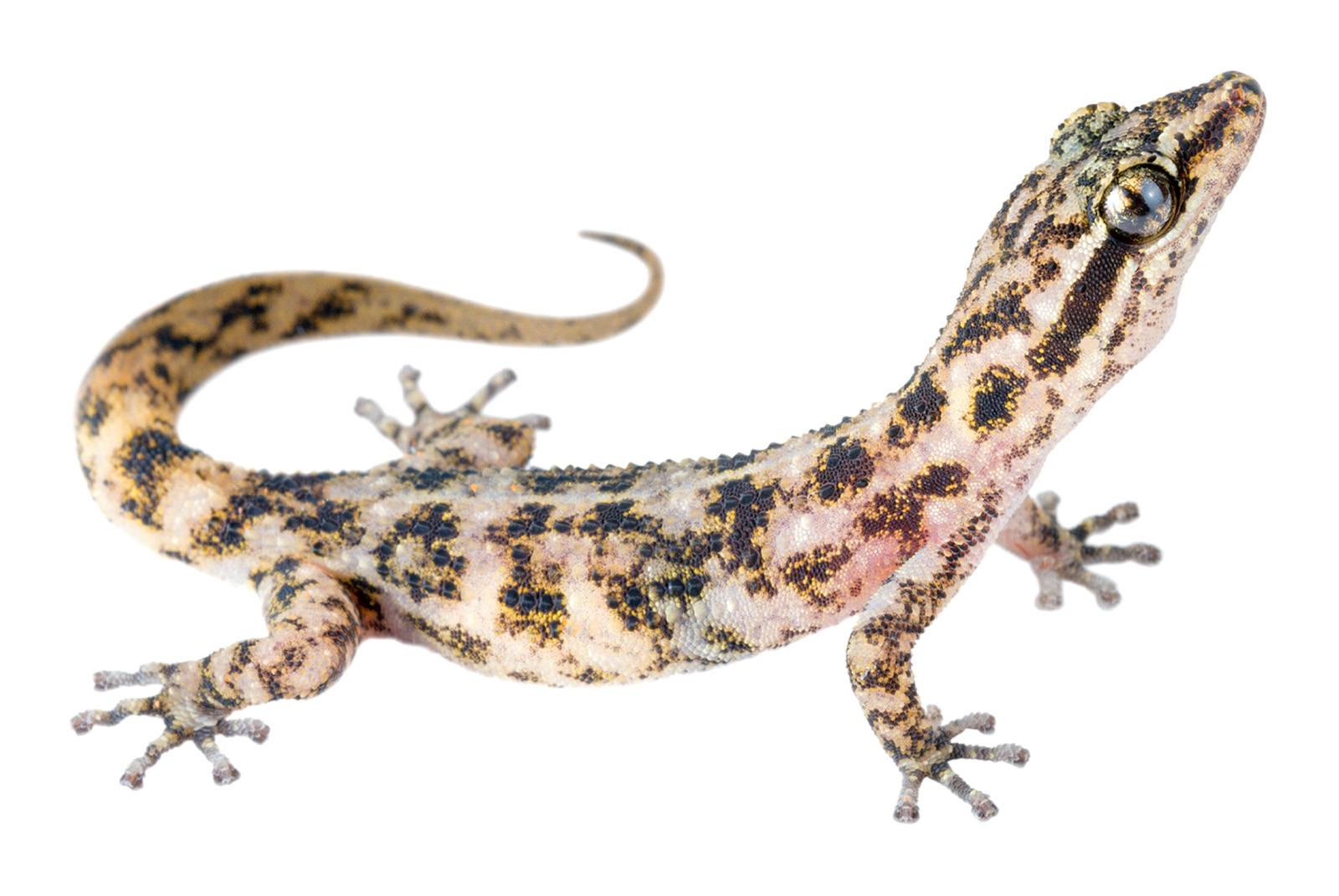 Adult female Phyllodactylus galapagensis