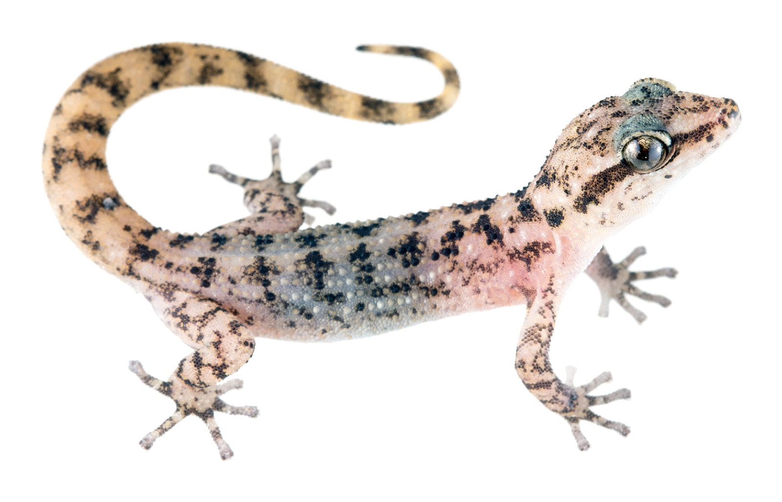 Adult Phyllodactylus galapagensis