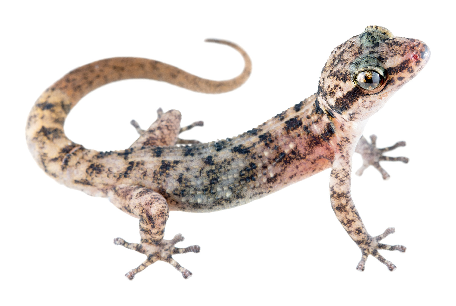 Adult Phyllodactylus galapagensis