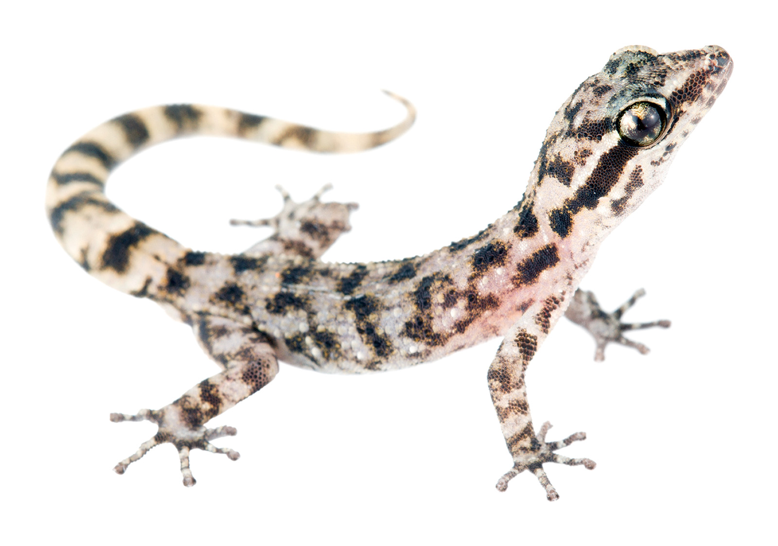 Adult Phyllodactylus galapagensis