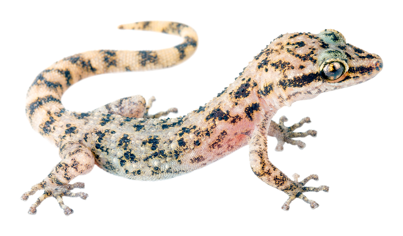 Adult Phyllodactylus galapagensis