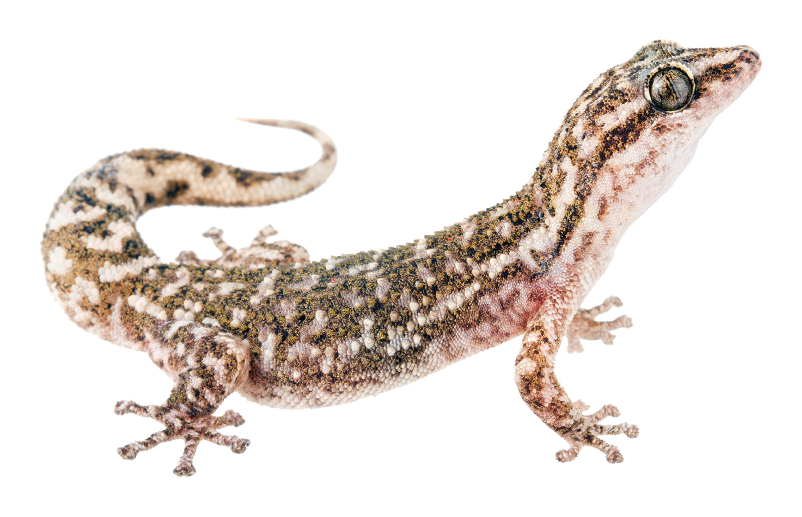 Adult female Phyllodactylus leoni