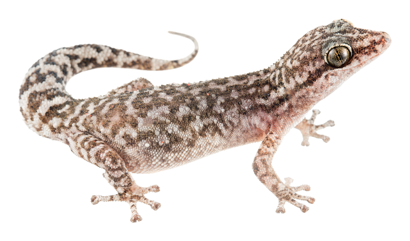 Adult female Phyllodactylus leoni