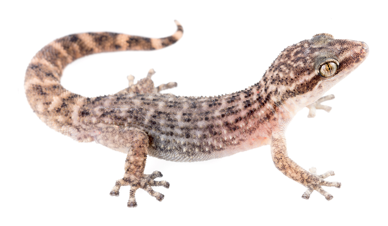 Adult male Phyllodactylus leoni