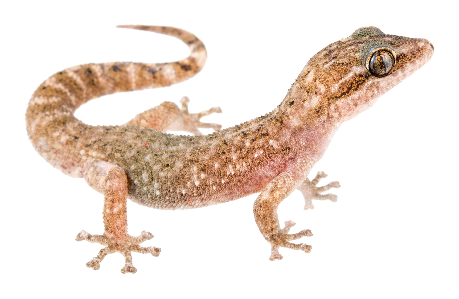 Adult male Phyllodactylus leoni