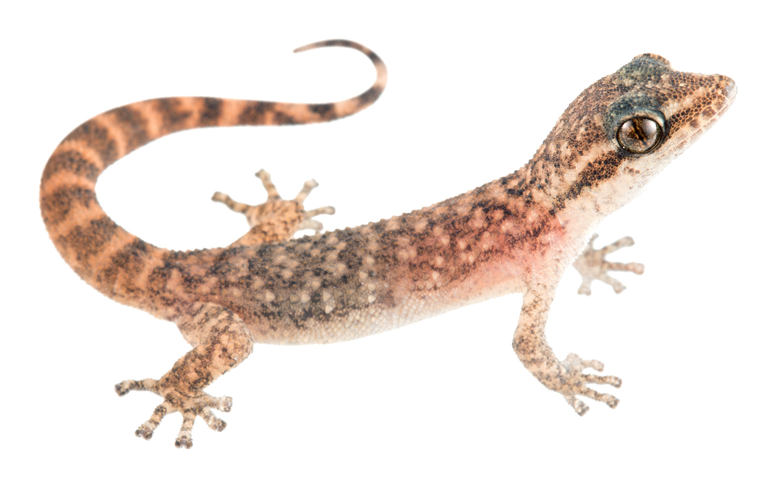 Subadult Phyllodactylus leoni