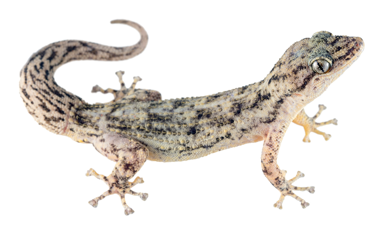 Adult Phyllodactylus reissii