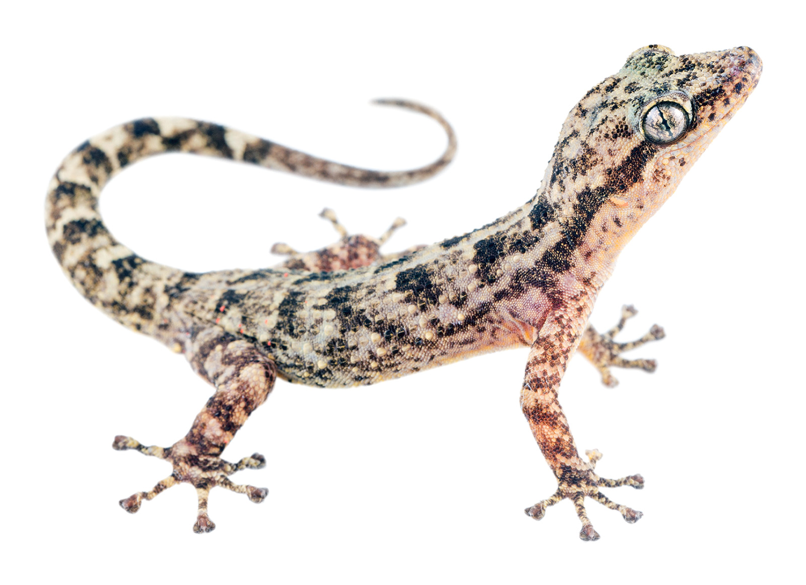 Adult Phyllodactylus reissii