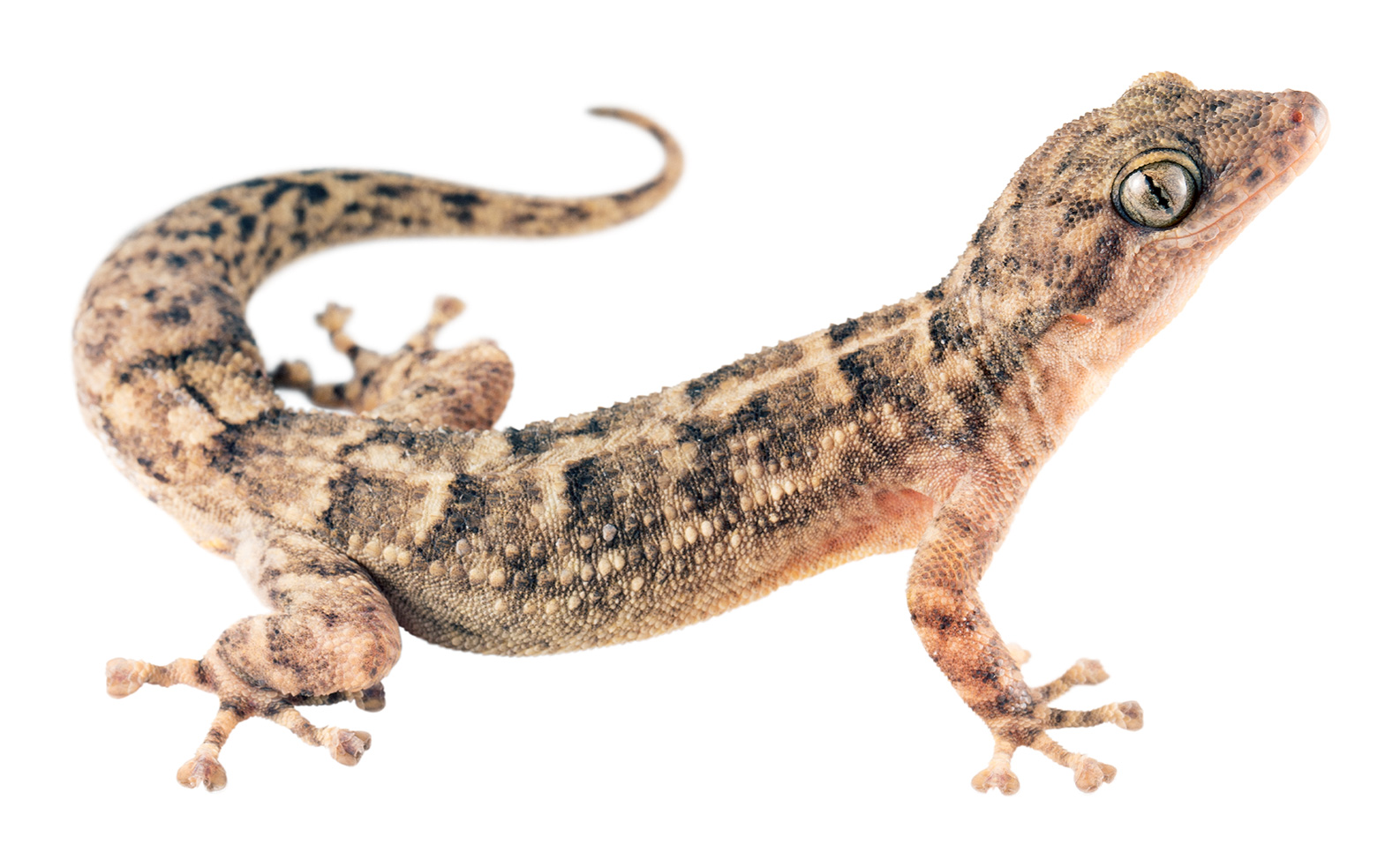Adult Phyllodactylus reissii
