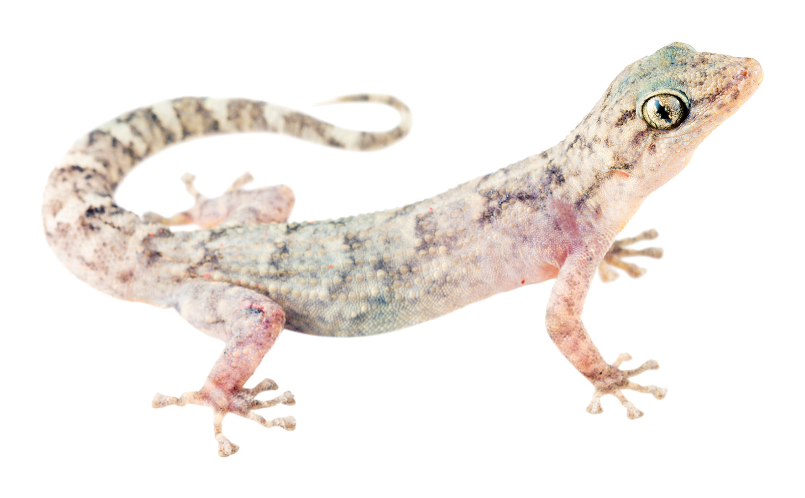 Adult Phyllodactylus reissii