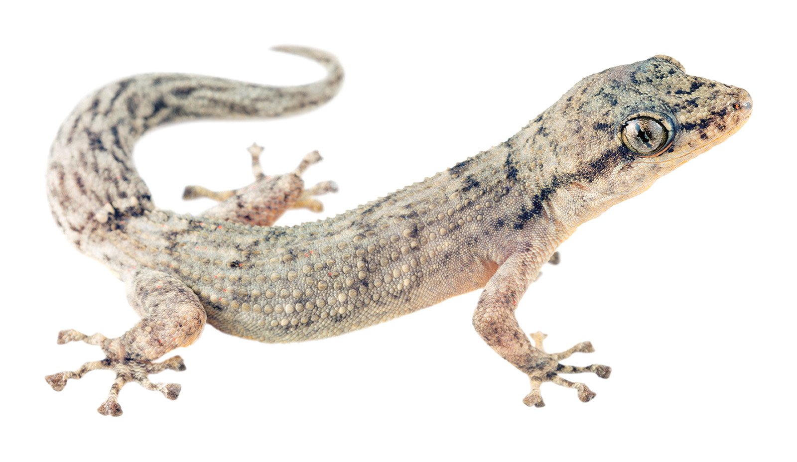 Adult Phyllodactylus reissii