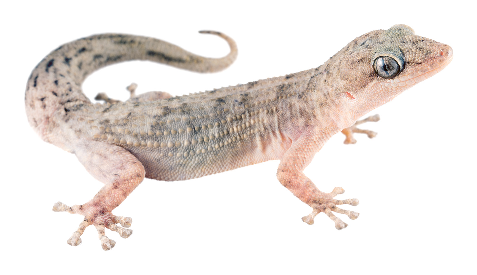 Adult Phyllodactylus reissii
