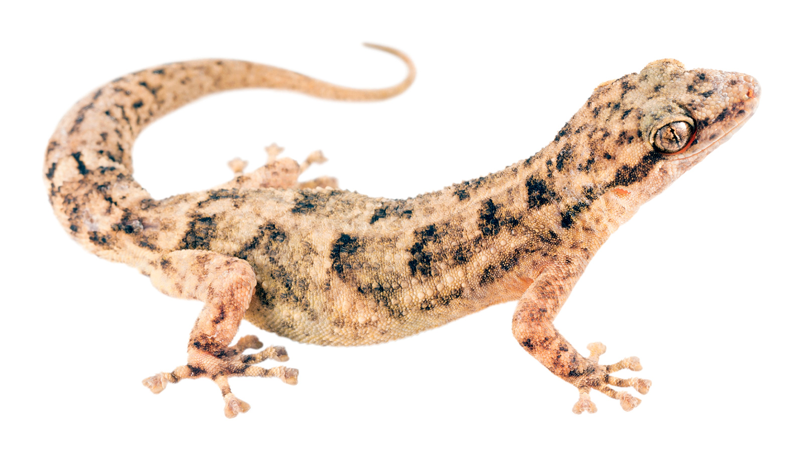 Adult Phyllodactylus reissii