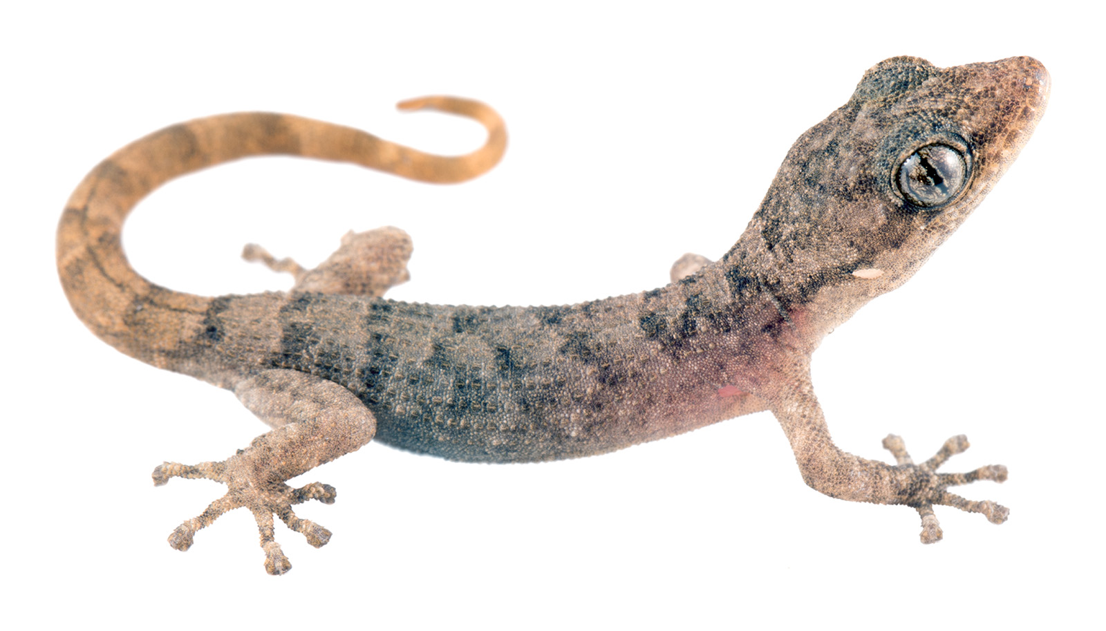 Juvenile Phyllodactylus reissii