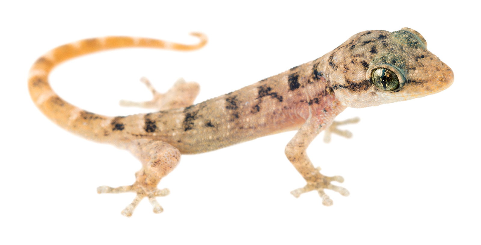 Juvenile Phyllodactylus reissii
